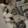 陳映伃