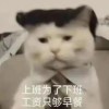 剁椒鲨鱼头