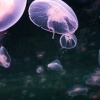 涑流遗盏