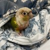 鳥鳥