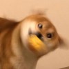 渣乐