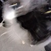 dry_bush_z0a