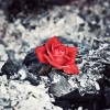 Ashes