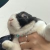林