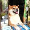 嘟嘟咕咕