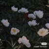 sparkling_shape_4q6