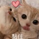 raspy_rice_uib