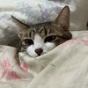 阿藍小精靈