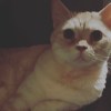 Meow