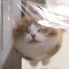 小吞