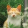 香蕉芭拉