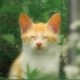 香蕉芭拉