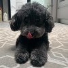 Mimi