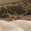 佑