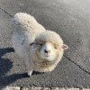 CC雷檬