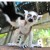 猴