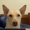 Dennise