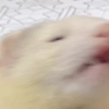 Guuras