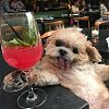 wine_dog