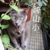今天擼貓了嗎