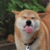 柴柴亂亂咬