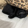 棒棒糖