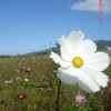 小花花