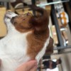 狗
