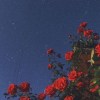 夏天