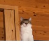 Pan