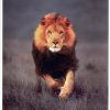 adamaslion