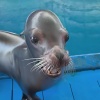 阿海