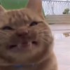 缺