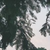 一个椰子壳