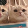 吃猪扒包九级学者