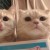 吃猪扒包九级学者