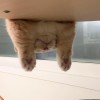 albeeisme