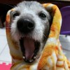 alfie_hu