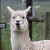 ALPACA
