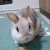 alvin