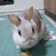 alvin