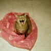 陳俞伶