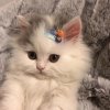 flat_hat_7j4