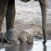 小象用嘴喝水