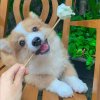 宜蘭人安竹