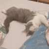 蕾蕾?