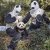 甜梅救星