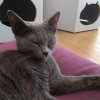 antoine0921cat