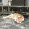 開花結果