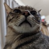 彤